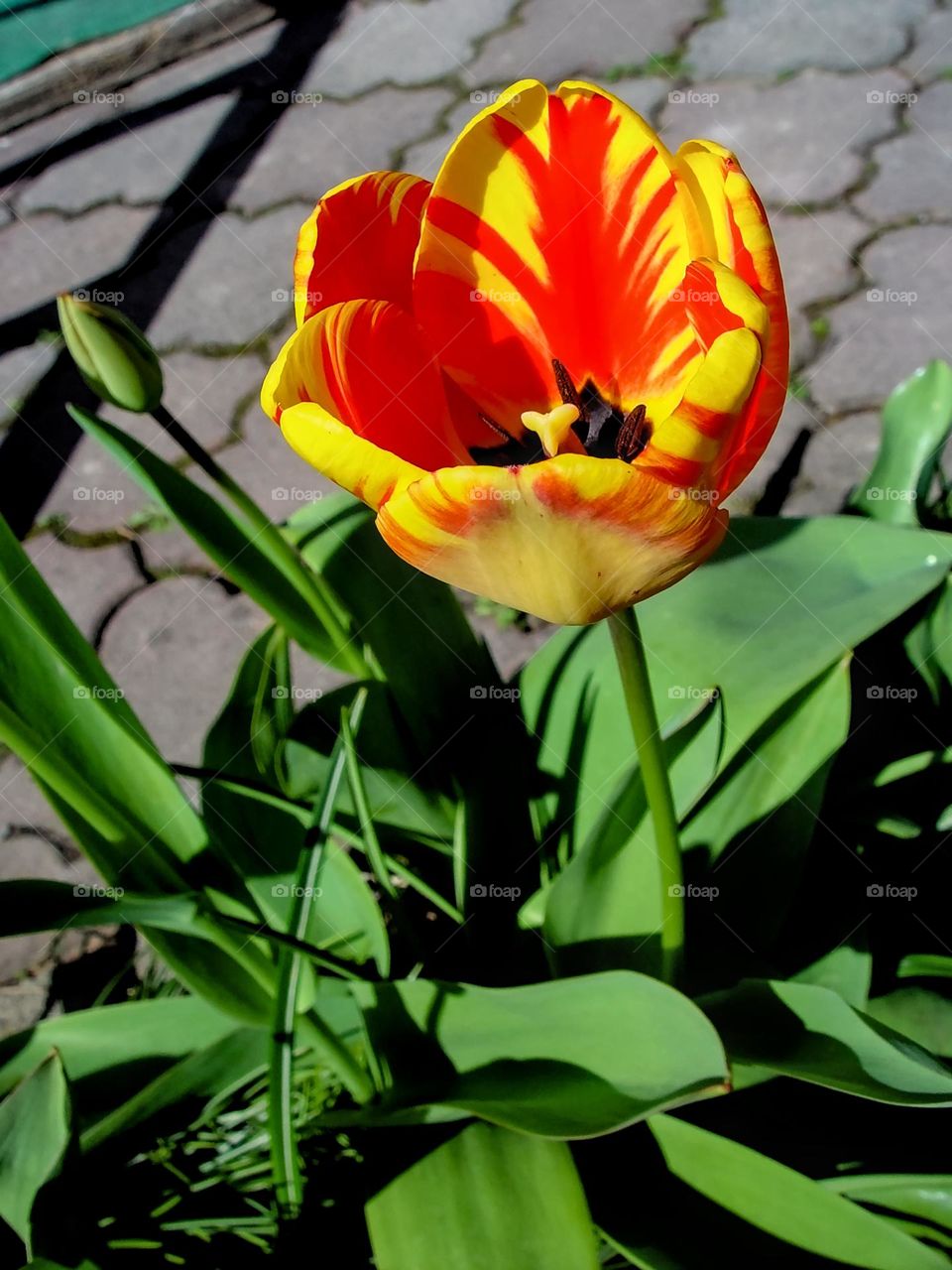 tulip flower