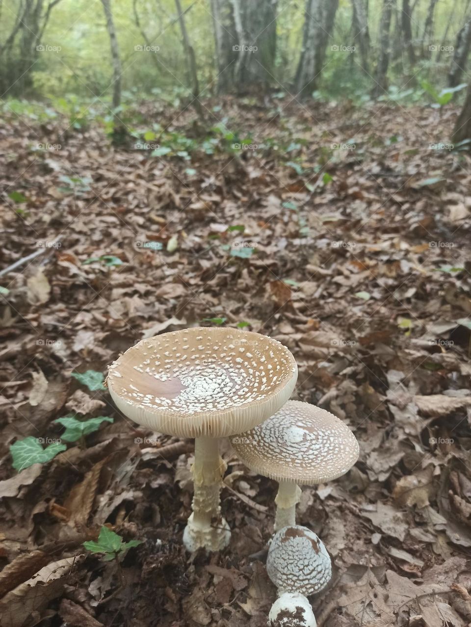 amanita panterina