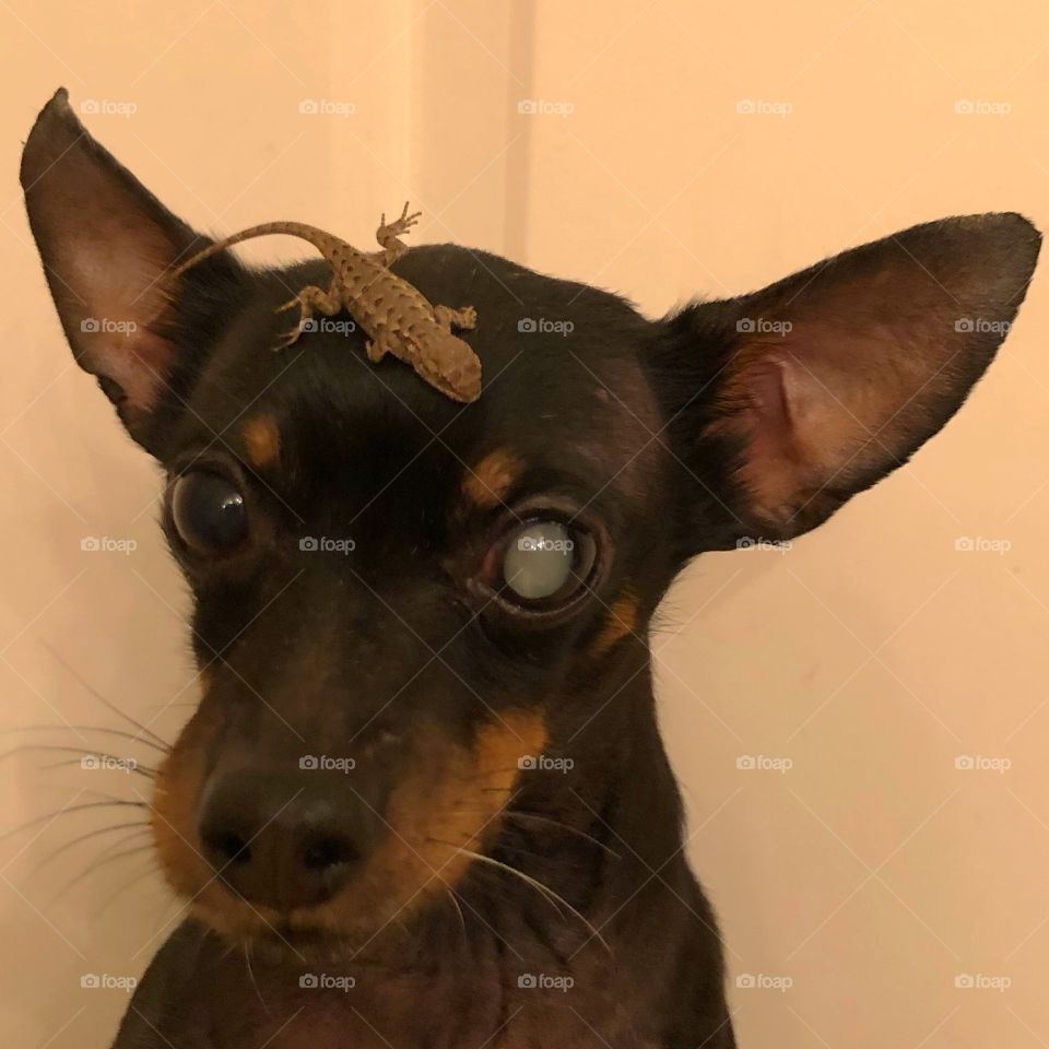 Lizard and dog friends 