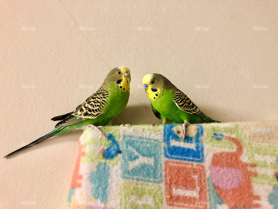 Very cozy on top :little brothers Kiwi & Coco 