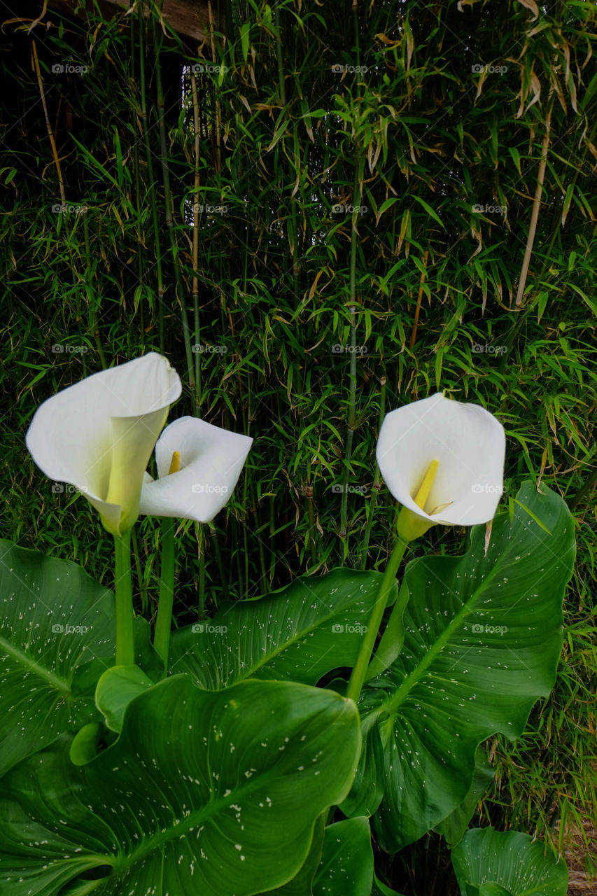 Calla Lily with bamboo growth in the background