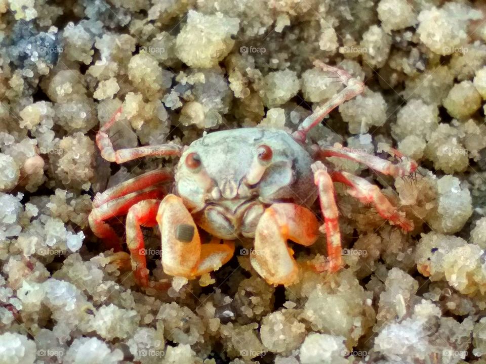 Baby crab