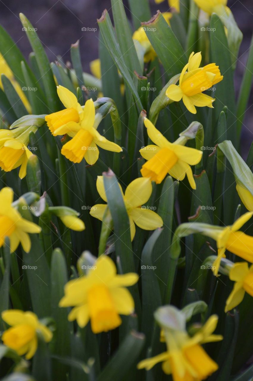 Daffodils