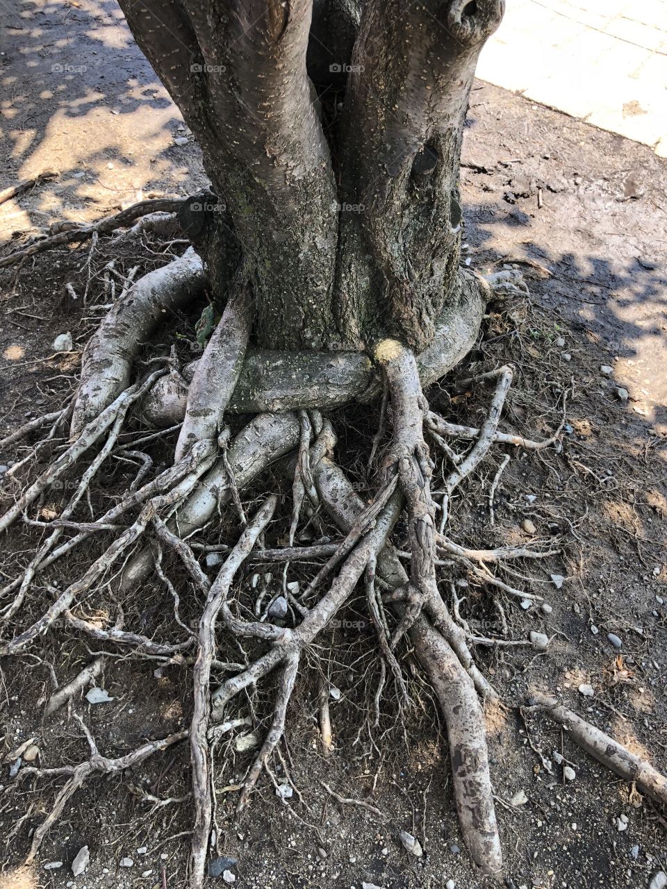 An old tree with beautiful roots!