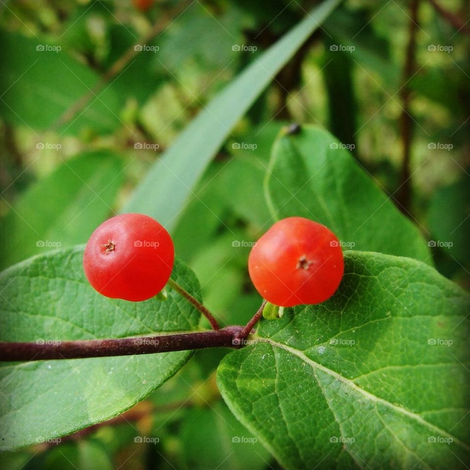 Berries