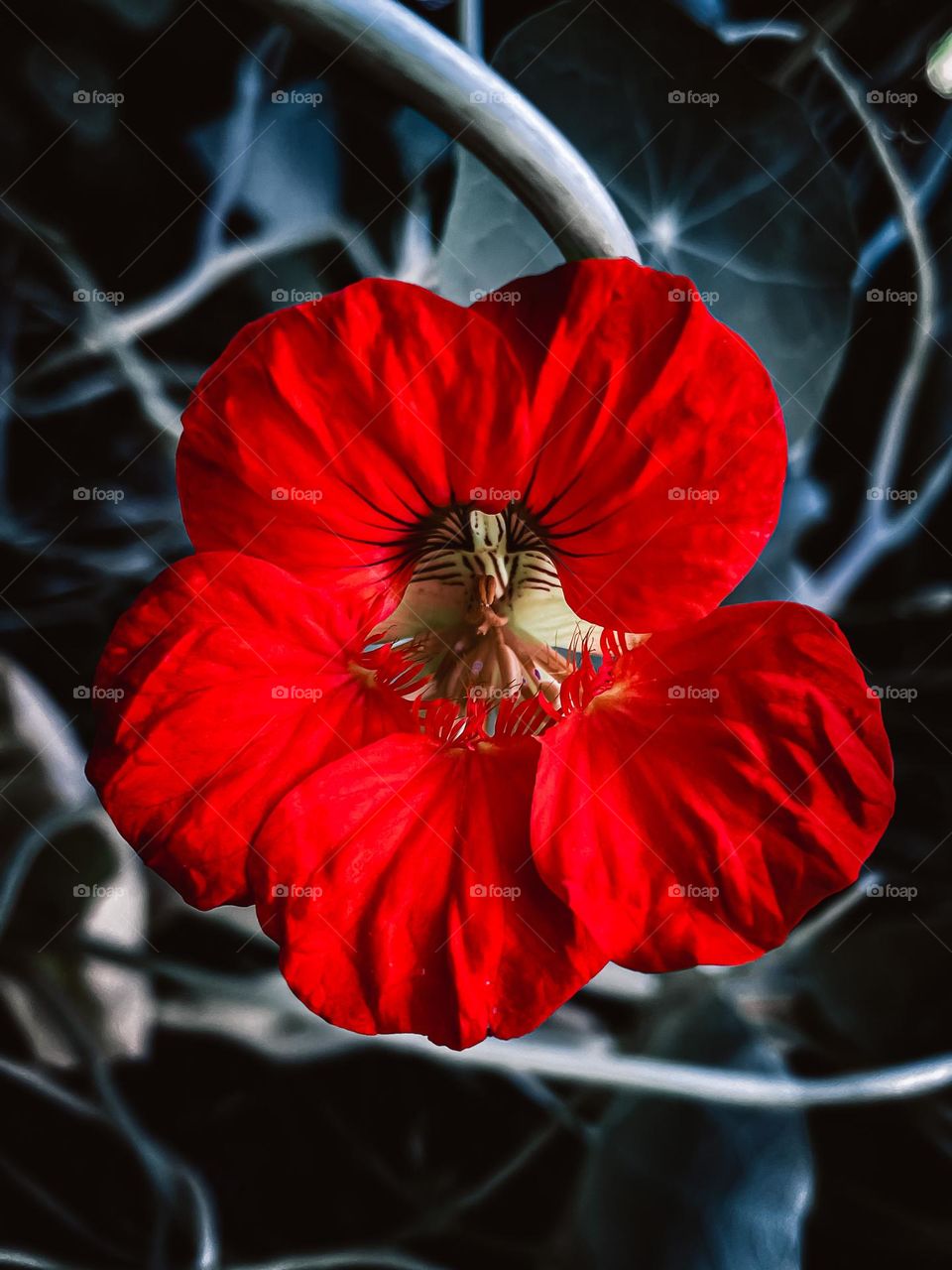 Bright red flower plant mother nature vibrant art artsy life edited phone photography photo picture image  detailed beautiful cool different nature dark background moody vibes flower colour color colorful pop popping living flowers vines 