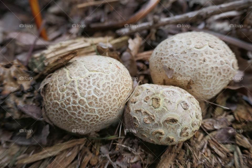 Three white ball mushrooms - 2