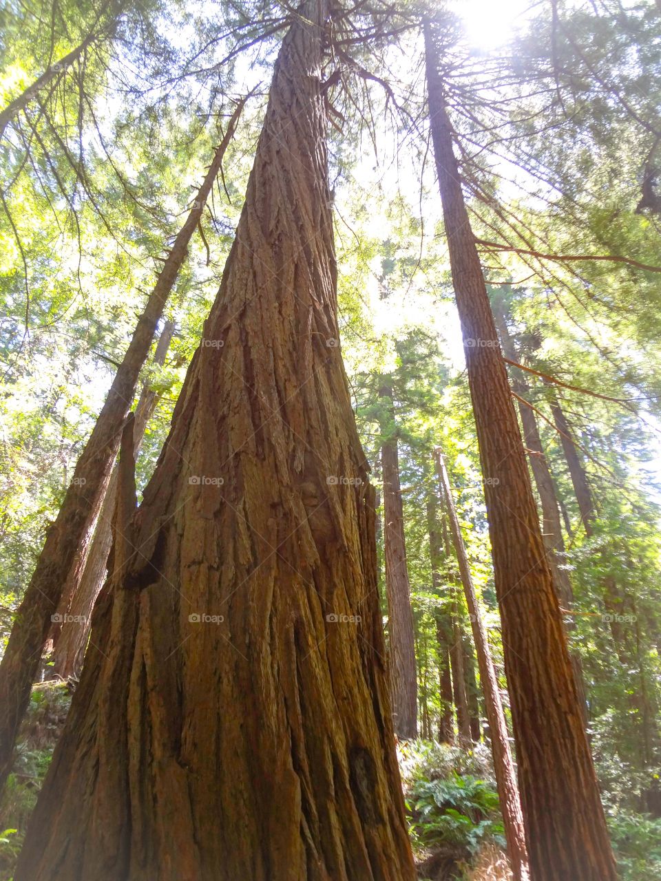 Redwoods in Summer