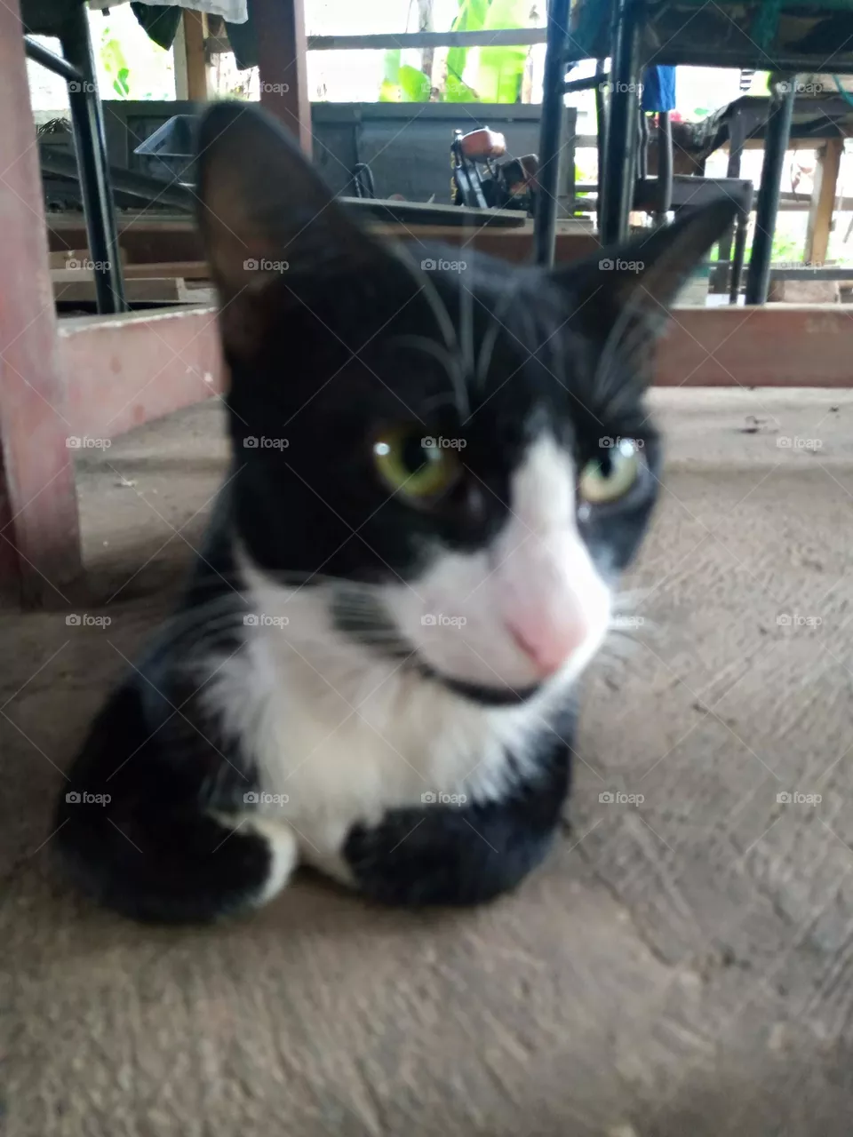 black and white cat
