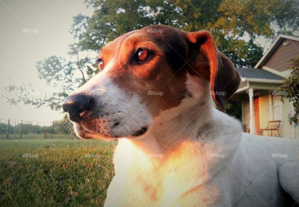 Our hound dogs favorite spot is in the front yard watching the sunset