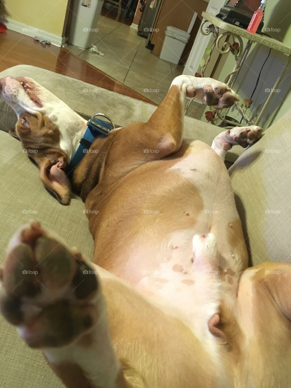 Upside down and happy red nose pitbull 