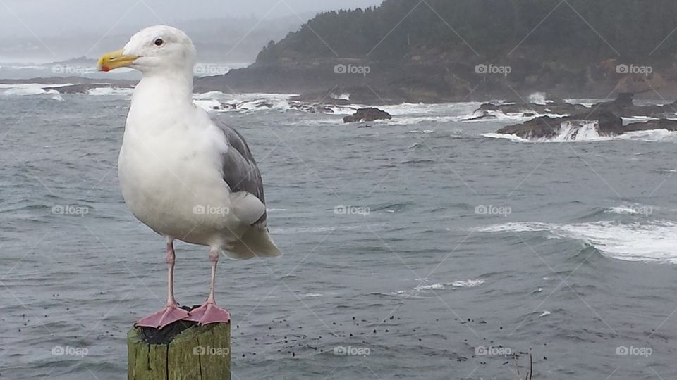 Boiler Bay gull. gull on the fence