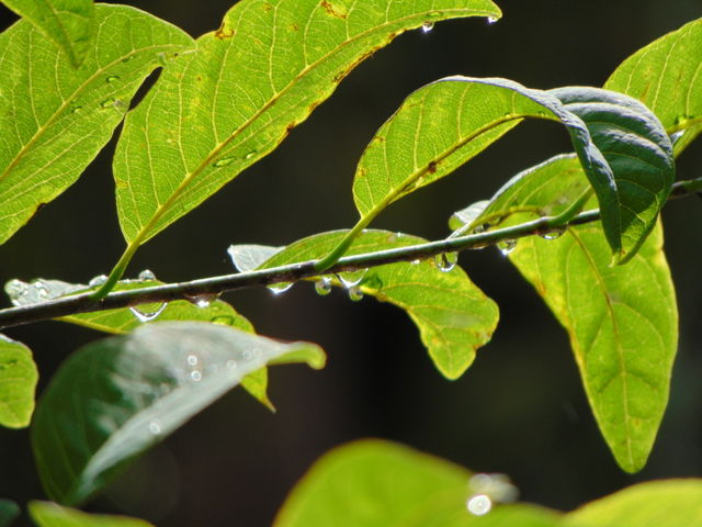 dewdrops