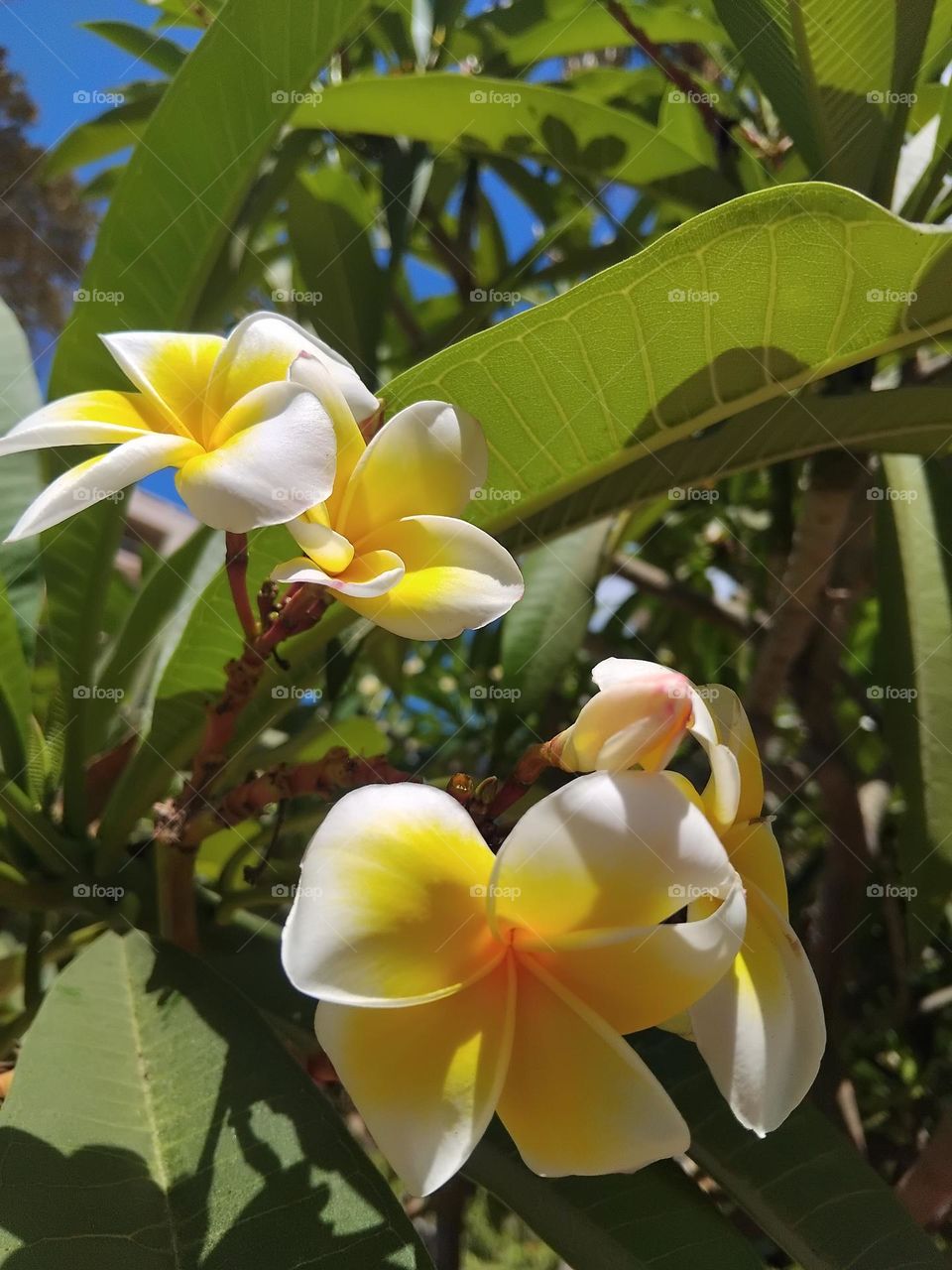 yellow flower