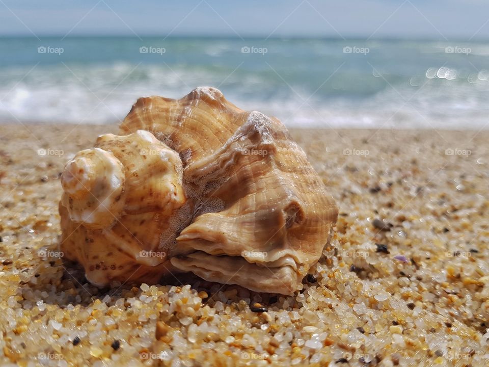 Shell on the beach