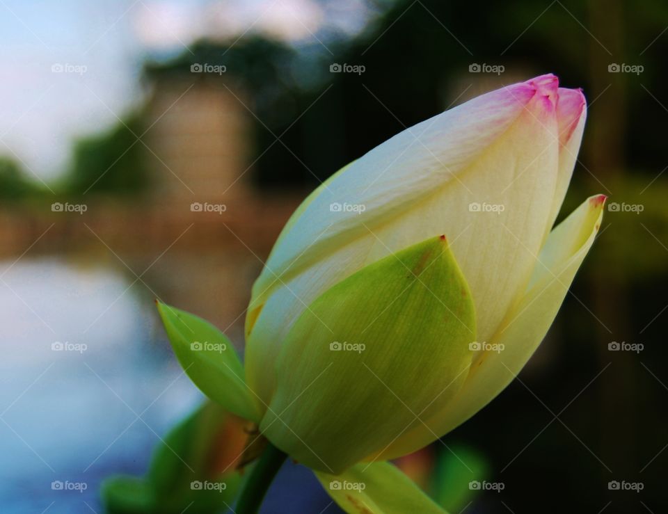 Close-up of a water lily