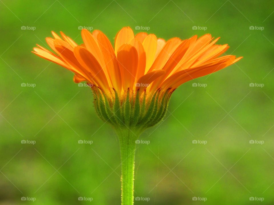 beautiful flowers Calendula officinalis, the pot marigold, ruddles, common marigold or Scotch marigold, is a plant in the genus Calendula of the family Asteraceae.
