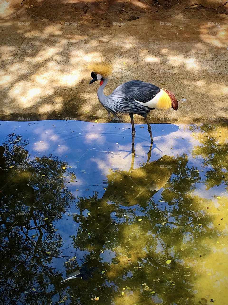 Beautiful Grey crowned crane 