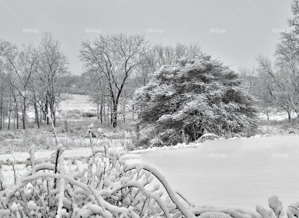 snow winter trees cold by landon