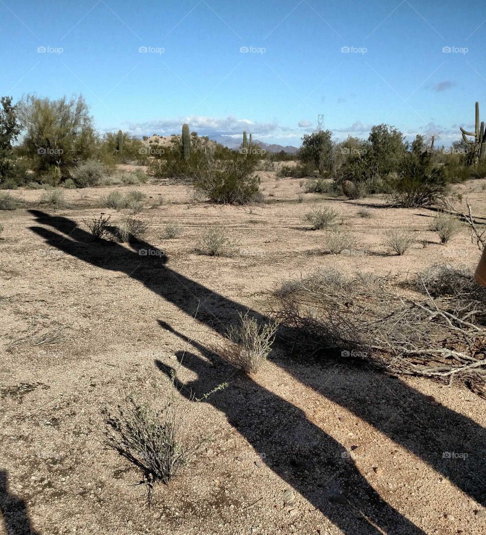 cactus Shadow