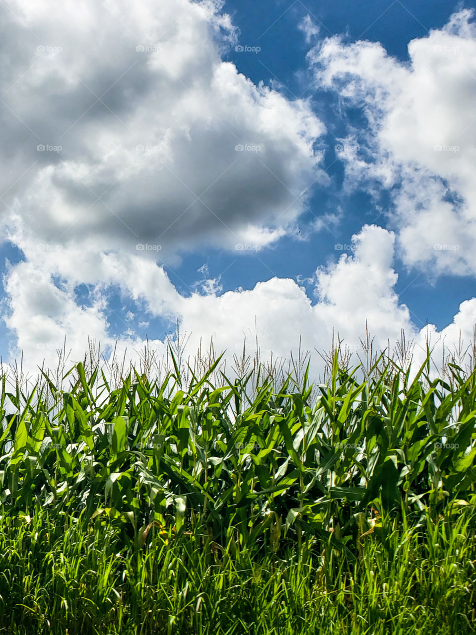 Corn fields in Ohio under a blue sky with big fluffy clouds
