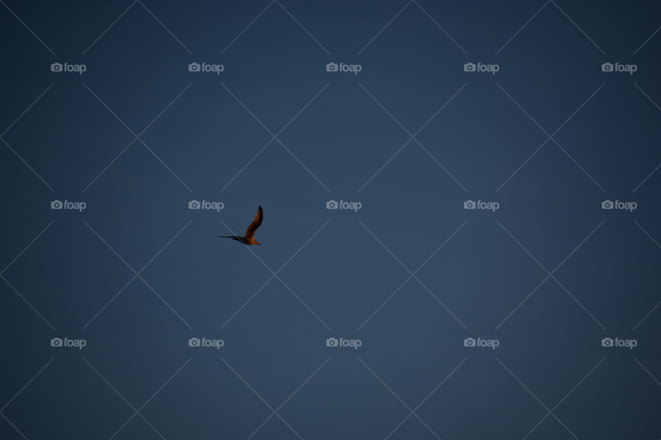 Bird, No Person, Sky, Flight, Outdoors
