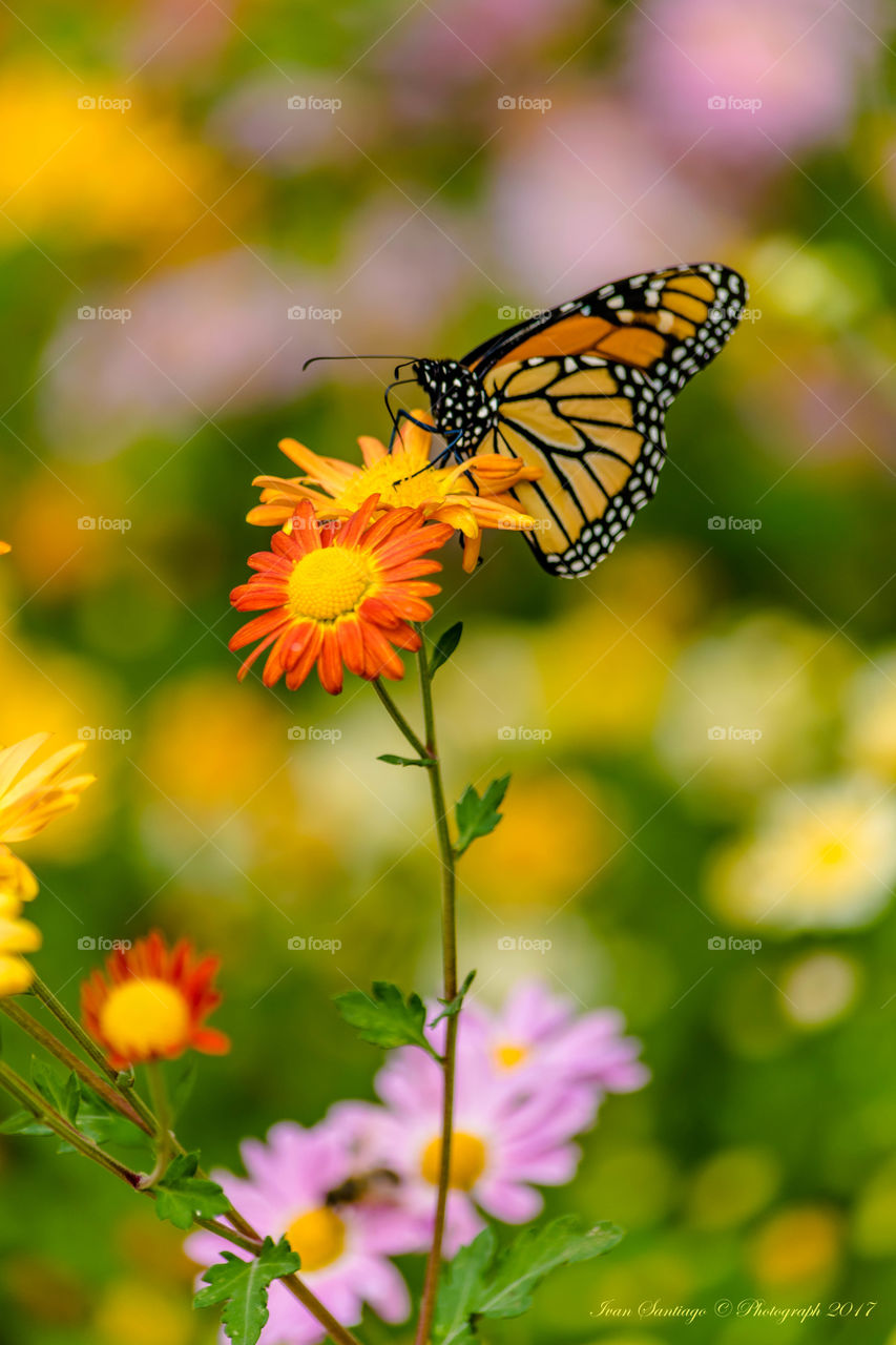 Butterfly and Flowers