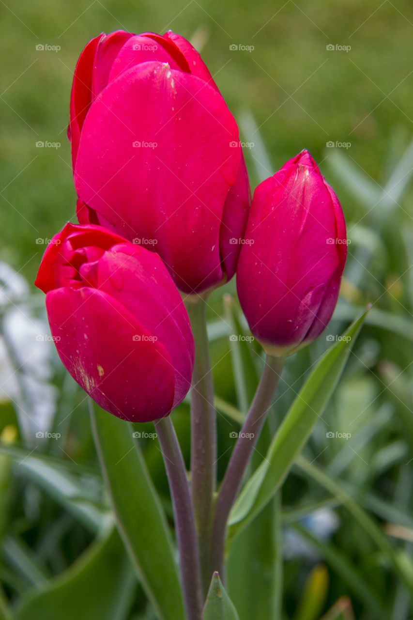 Tulips and water droplets 