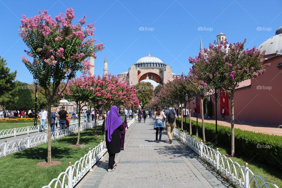 Colorful flowers/trees along the main road to Hagia Sophia in Istanbul, Turkey. 