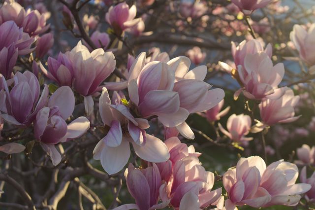 Tree Blossom