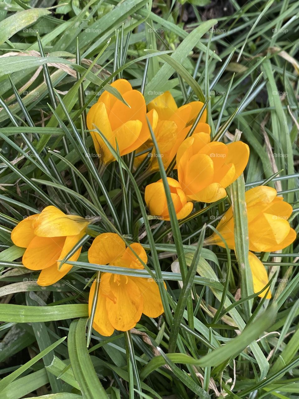 Yellow spring blooming crocus flowers in the meadow 