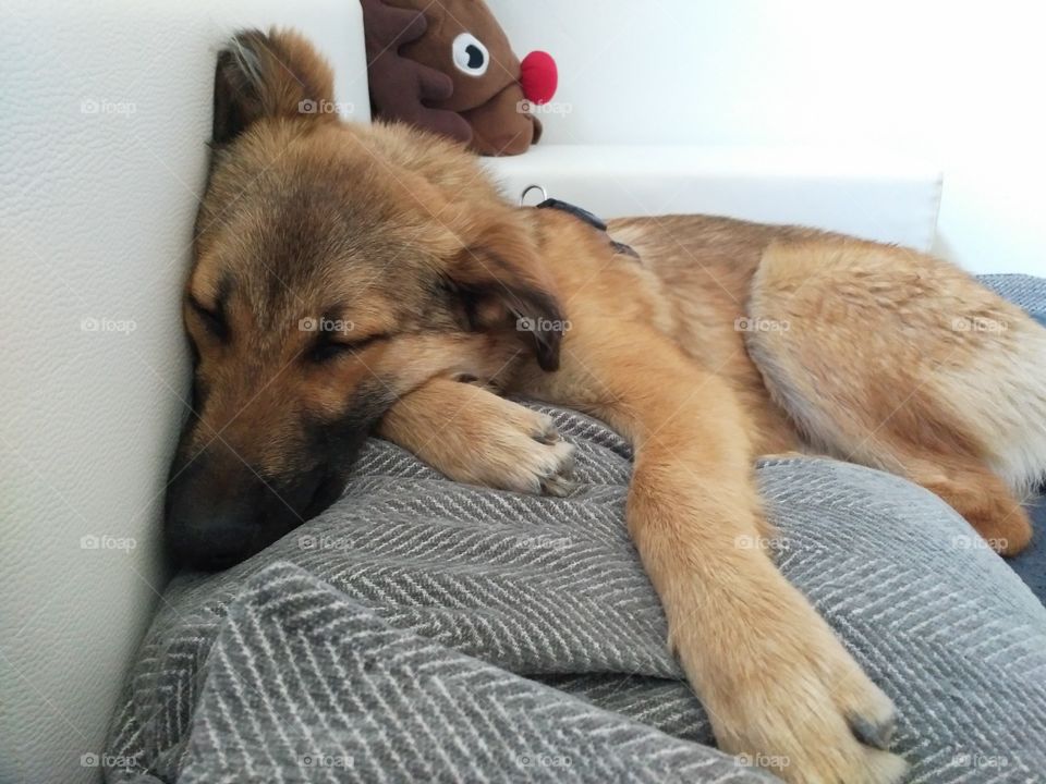 dog sleeping Hund