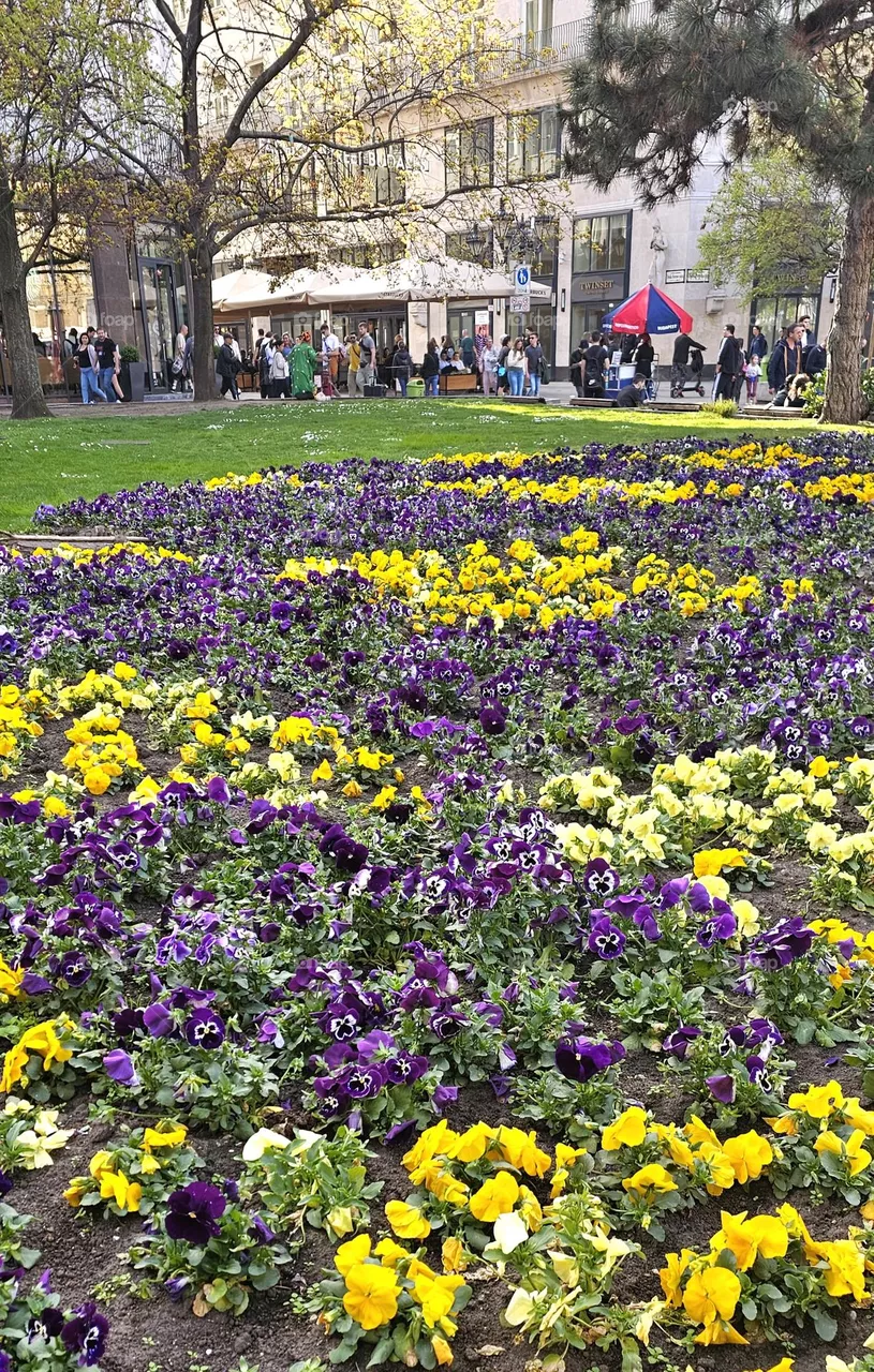 platebande de fleurs à Budapest