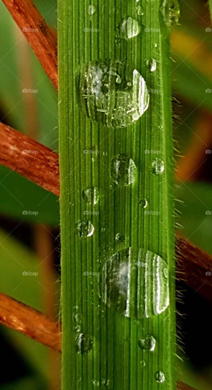 Morning dew on the grass.