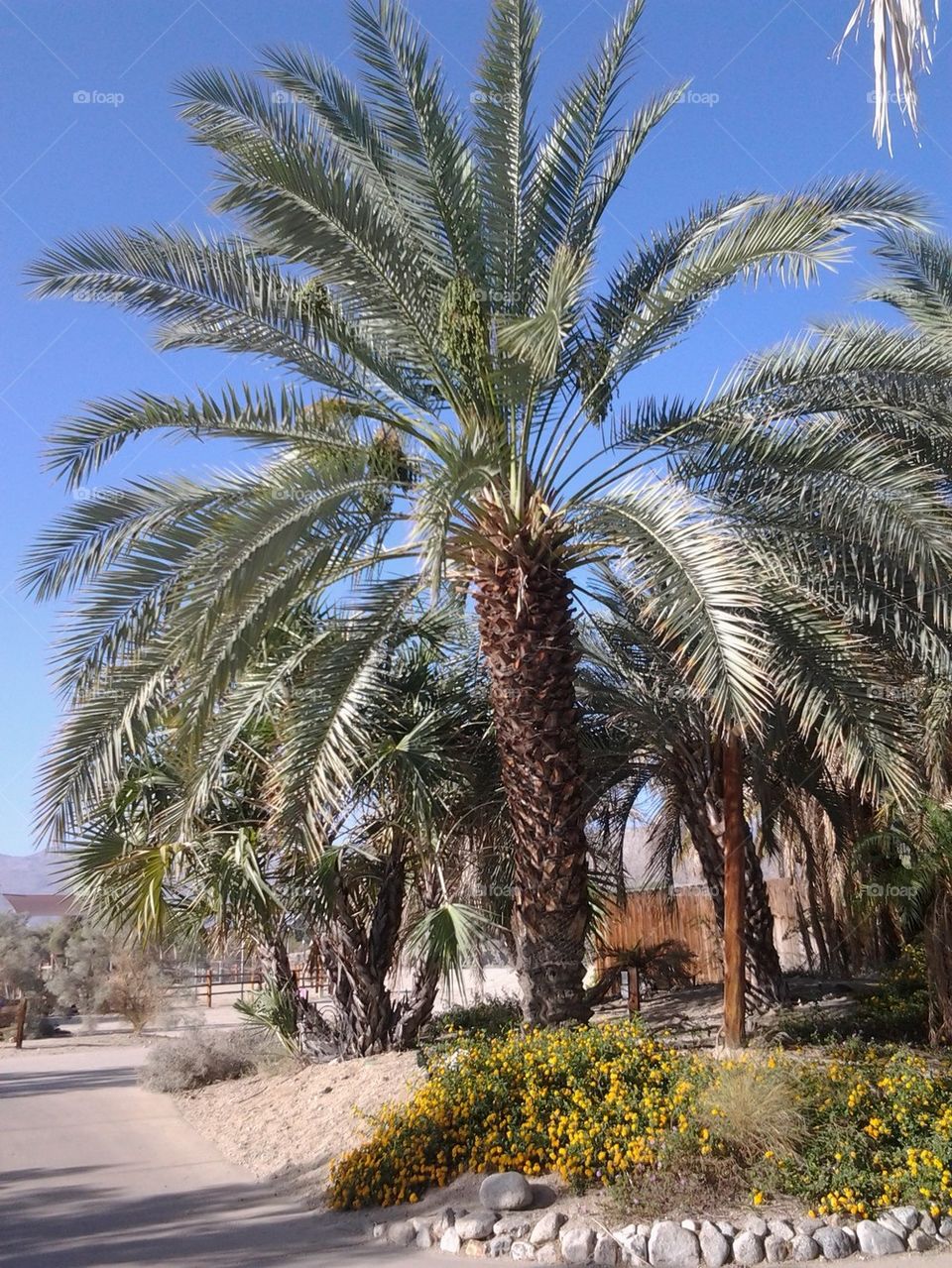desert palms