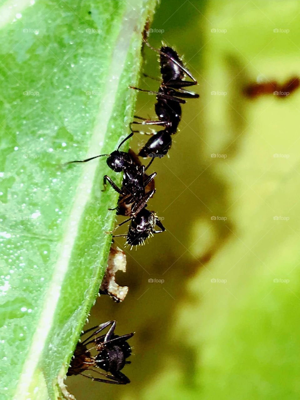 Closeup of ants on flower leaf.