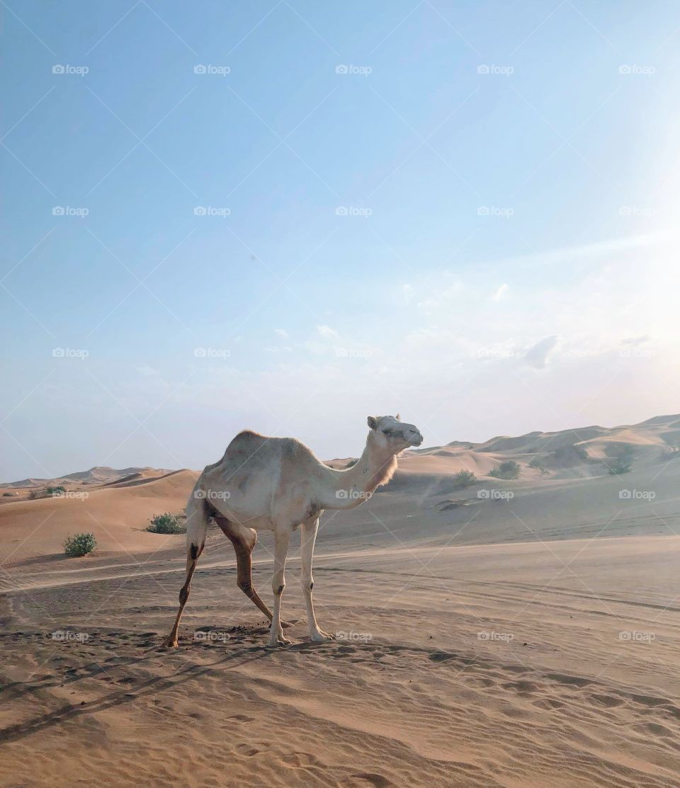 Camel and sand dunes
