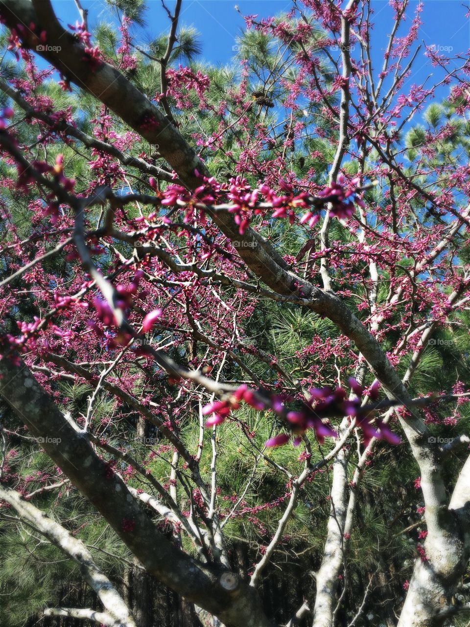 Redbud blossom