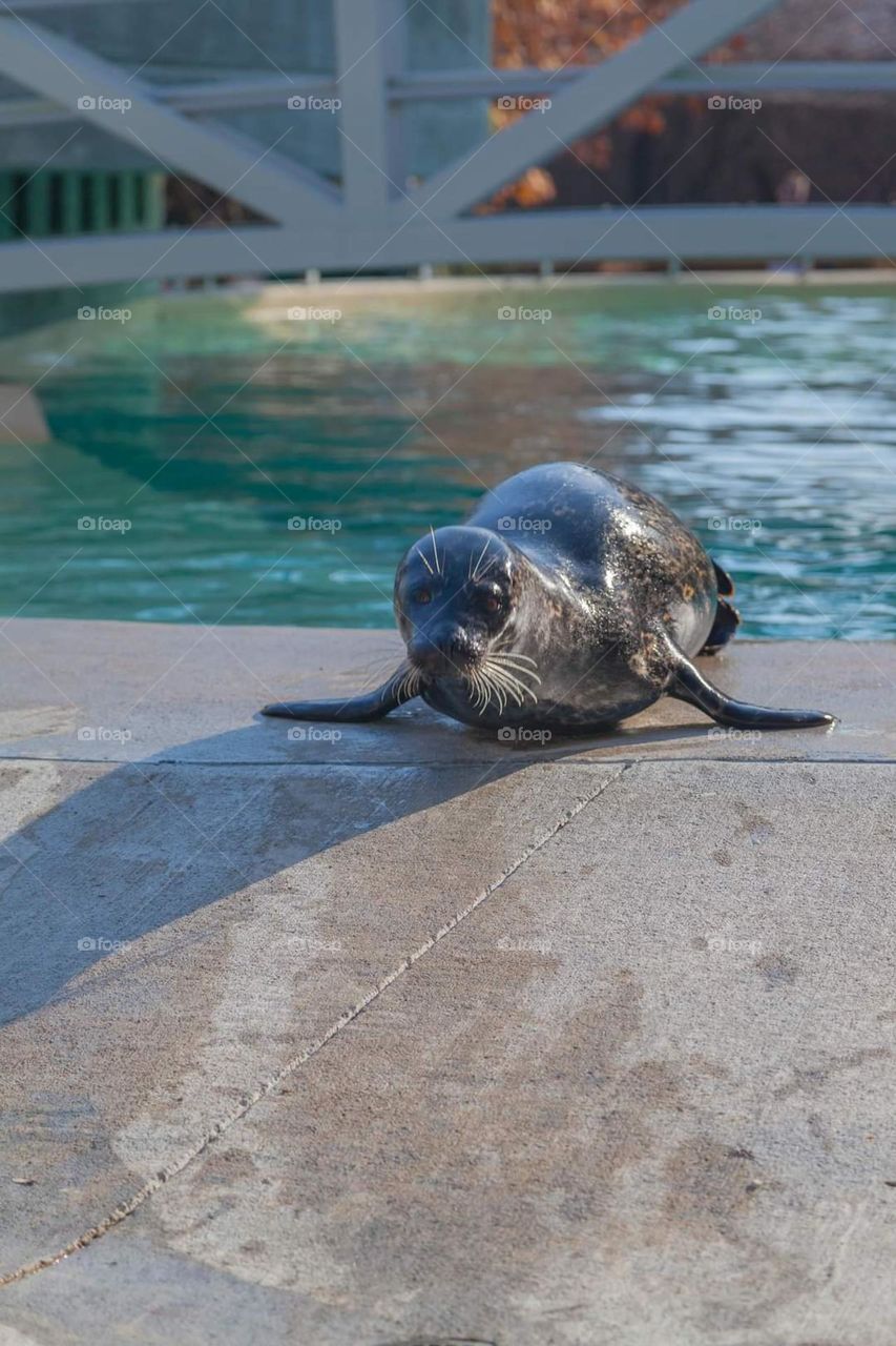 seal at the zoo