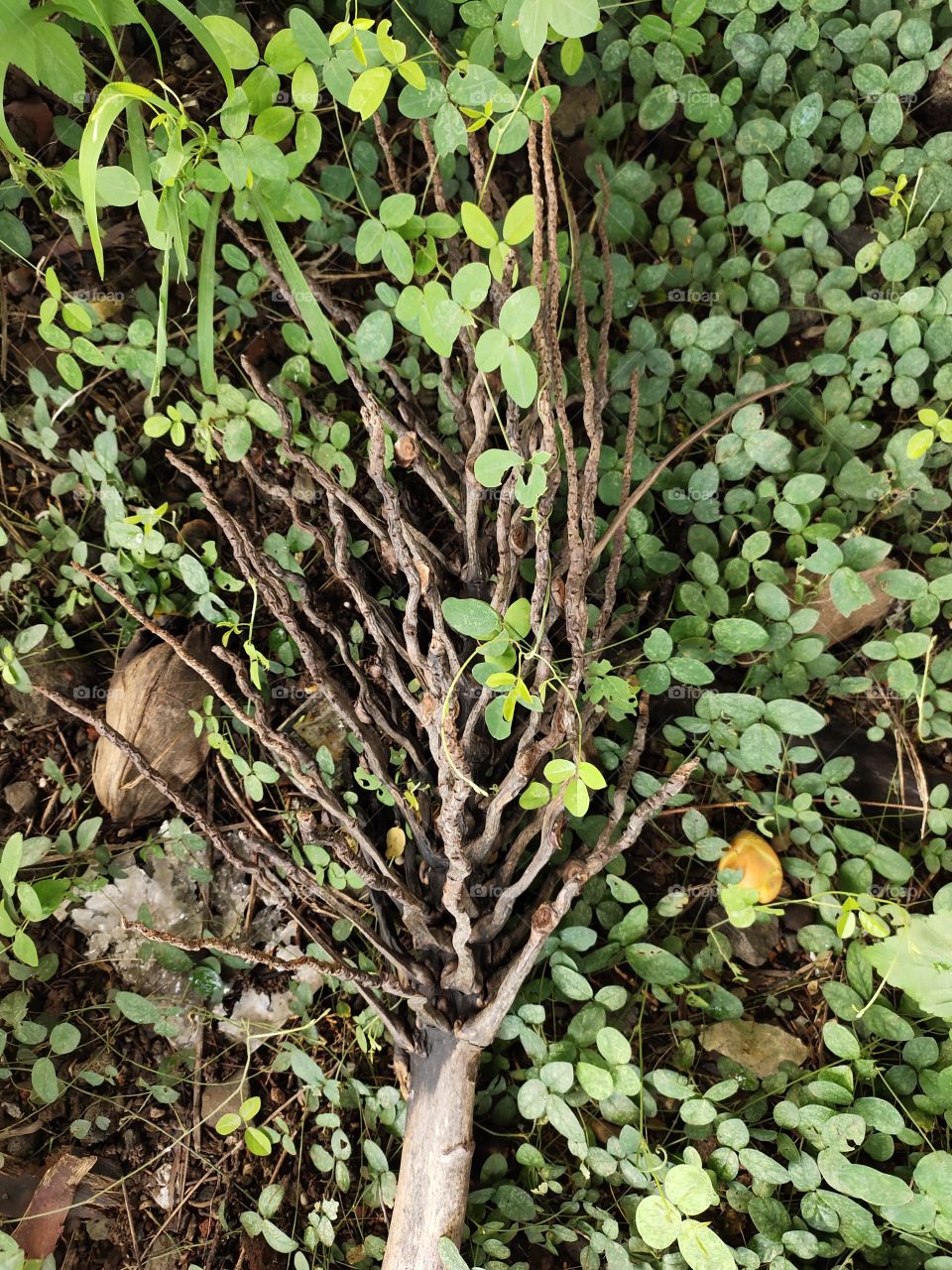 Dry Plant 🌱
on Ground
Among vegetation
Fusion of Nature