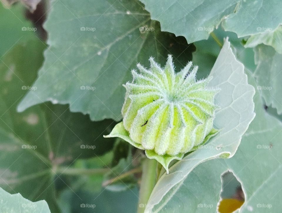 green flower seasonal fresh shurb small size looks very beautiful generally found everywhere