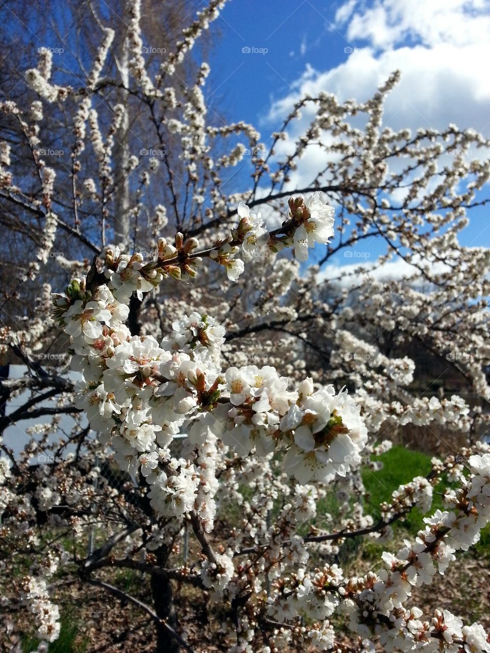 Cherry Blossom White! 