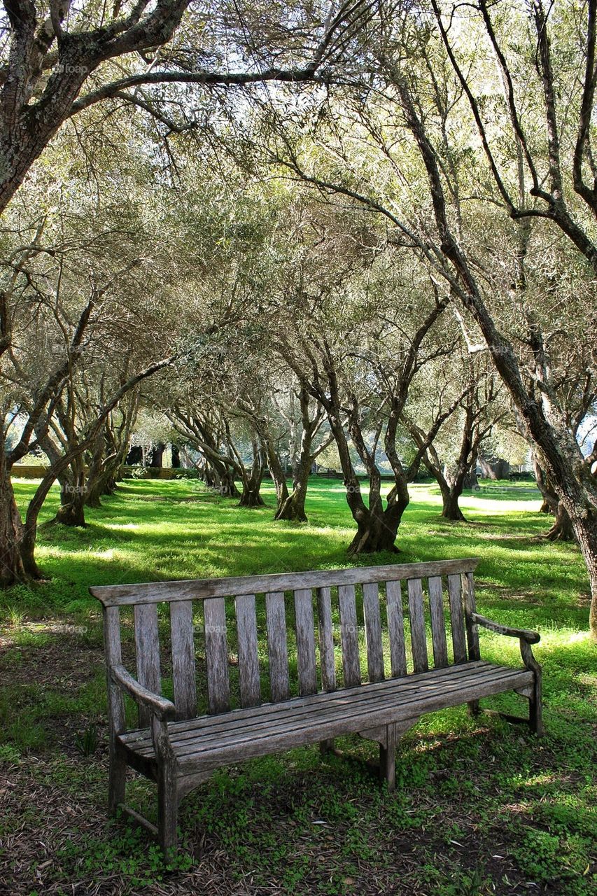 Olive grove