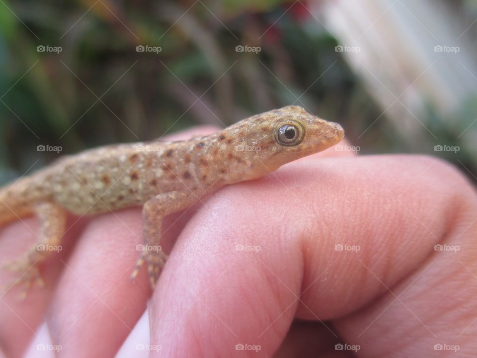 Dwarf gecko