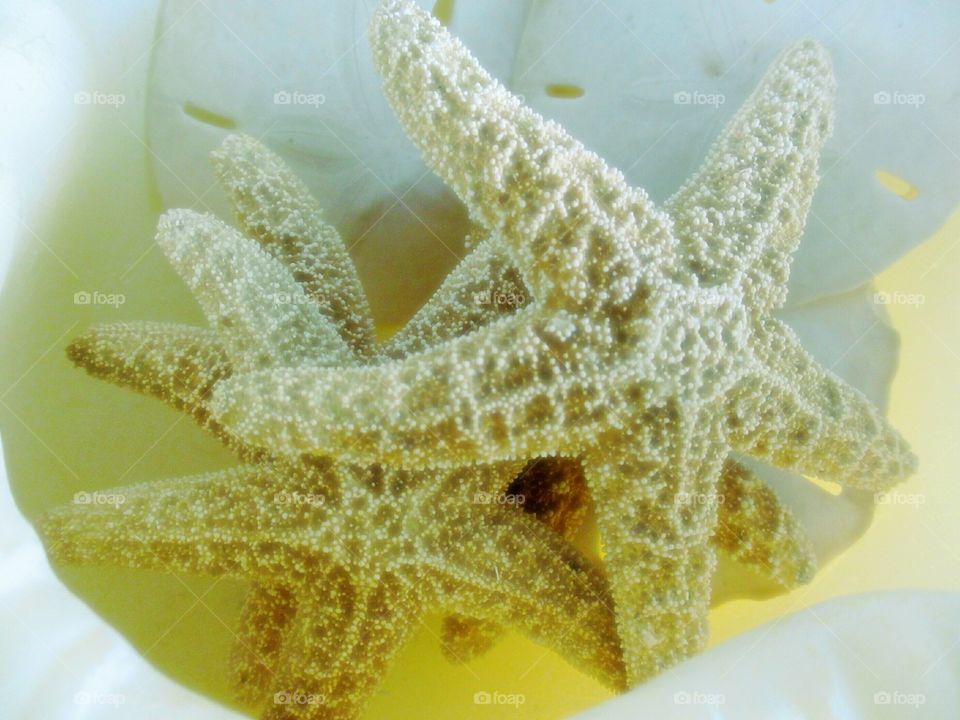 Starfish and Sand dollars. Starfish and sand dollars