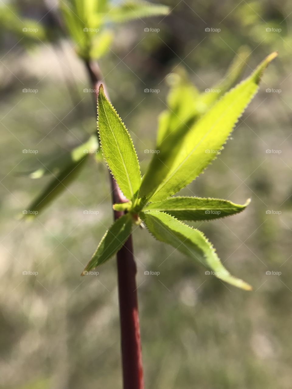 Green tree 