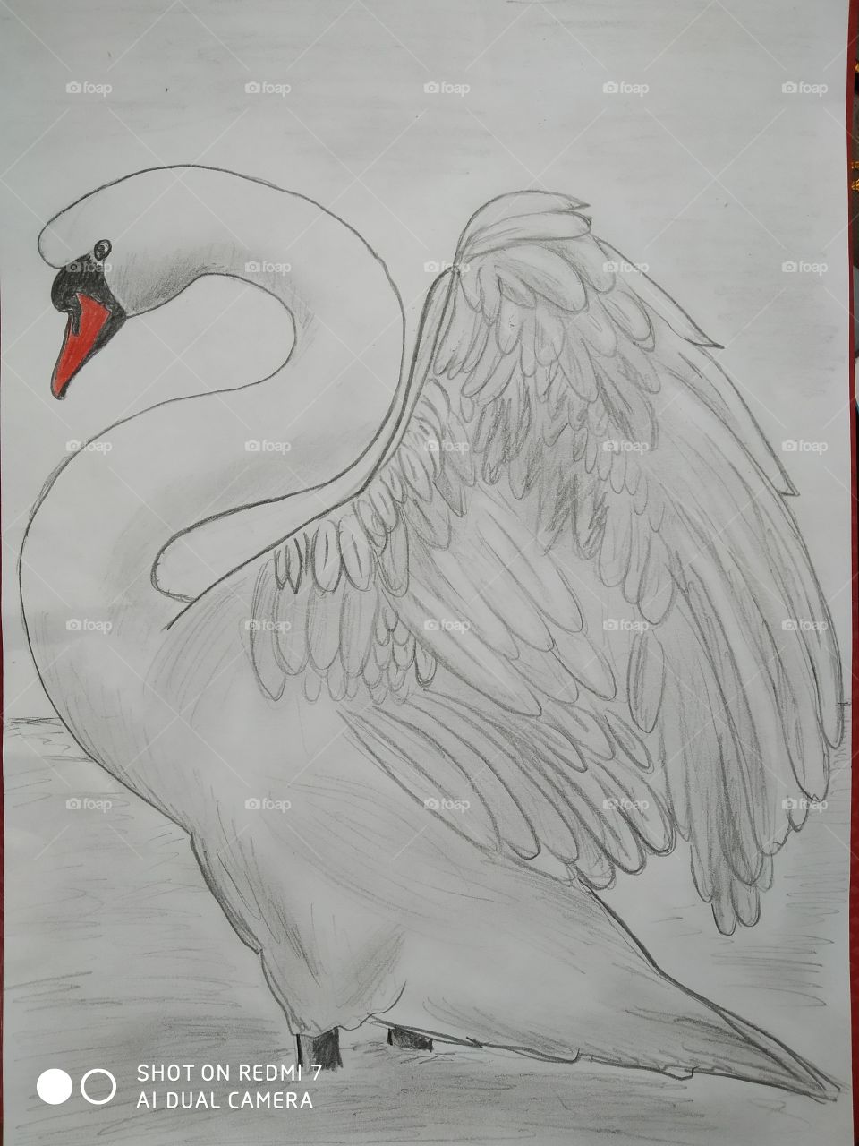 my art. swan
