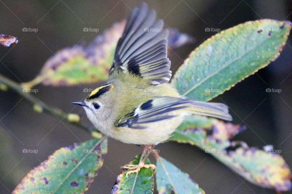 Goldcrest 