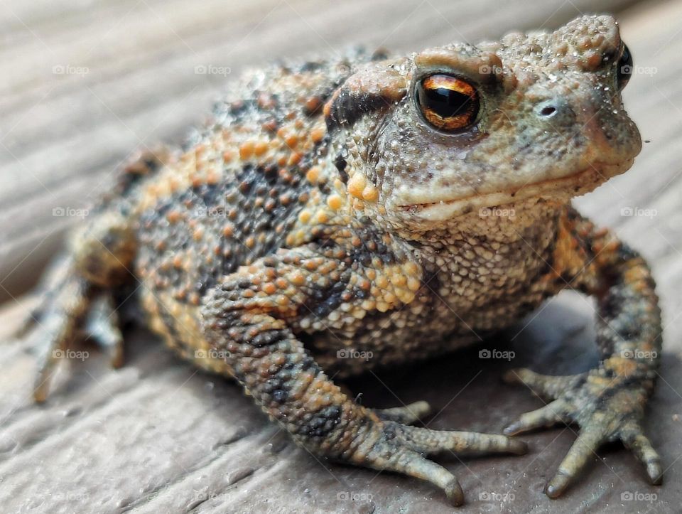 Macro shot of colorful toad walking on the terrace. Focus on eye, nose and front legs.