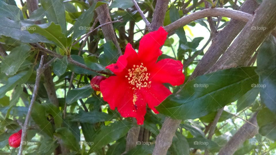 Pomegranate flower